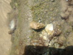 Batillaria australis