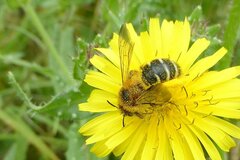 Dasypoda hirtipes