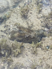 Dolabella auricularia