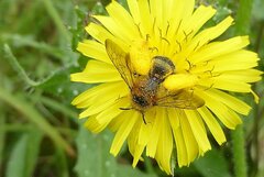 Dasypoda hirtipes