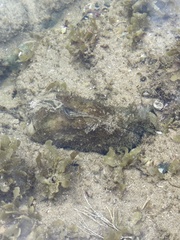 Dolabella auricularia