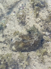 Dolabella auricularia