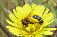 Dasypoda hirtipes