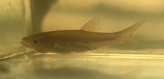 Rasbora vulgaris
