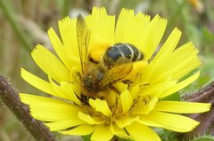 Dasypoda hirtipes