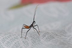 Gminatus australis