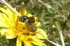 Dasypoda hirtipes