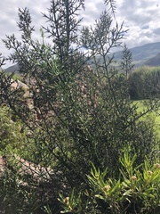 Colletia spinosissima