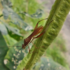 Riptortus linearis