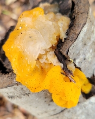 Tremella mesenterica