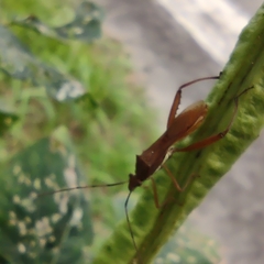 Riptortus linearis