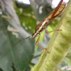 Riptortus linearis