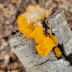 Tremella mesenterica