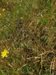 Hednota pleniferellus