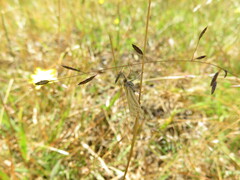 Hednota pleniferellus
