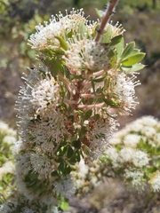 Hakea ruscifolia