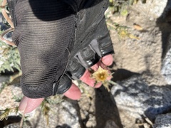 Mentzelia hirsutissima