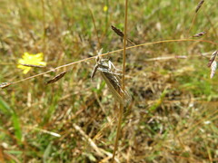 Hednota pleniferellus