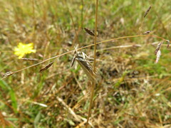 Hednota pleniferellus