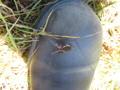 Scaptia