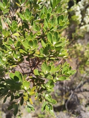 Hakea ruscifolia