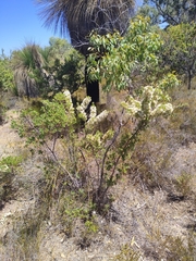 Hakea ruscifolia