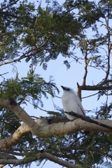 Leucopsar rothschildi