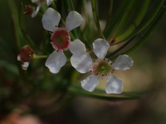Sannantha pluriflora