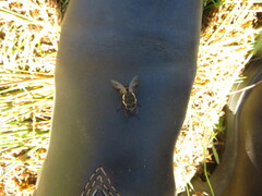 Scaptia