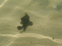 Antennarius striatus