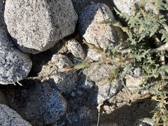 Mentzelia hirsutissima