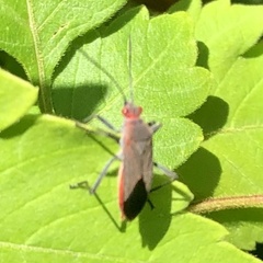 Leptocoris tagalicus