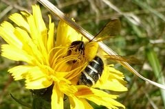 Dasypoda hirtipes