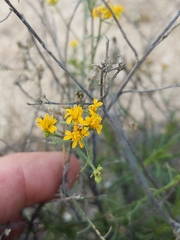 Gutierrezia californica