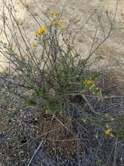 Gutierrezia californica
