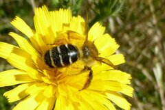 Dasypoda hirtipes