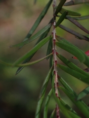 Sannantha pluriflora
