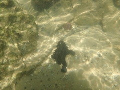 Antennarius striatus