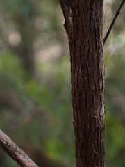 Sannantha pluriflora