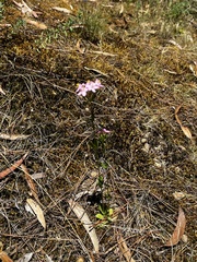 Centaurium tenuiflorum