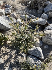 Mentzelia hirsutissima