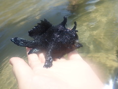 Antennarius striatus