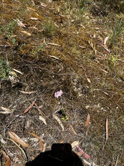 Centaurium tenuiflorum