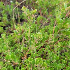 Arctostaphylos pumila