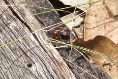 Ectomocoris patricius