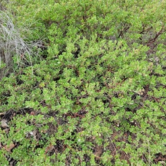 Arctostaphylos pumila