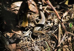 Oligosoma