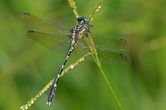 Hemigomphus