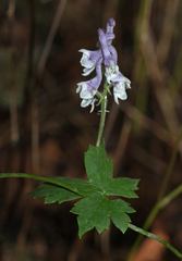 Aconitum alboviolaceum
