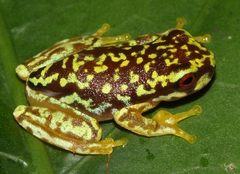 Copan Brook Frog photo 2